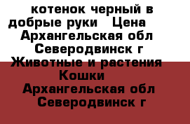 котенок черный в добрые руки › Цена ­ 1 - Архангельская обл., Северодвинск г. Животные и растения » Кошки   . Архангельская обл.,Северодвинск г.